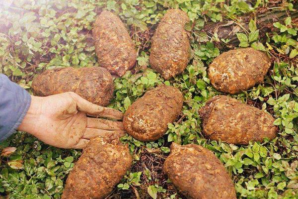 怎么辨別野生天麻