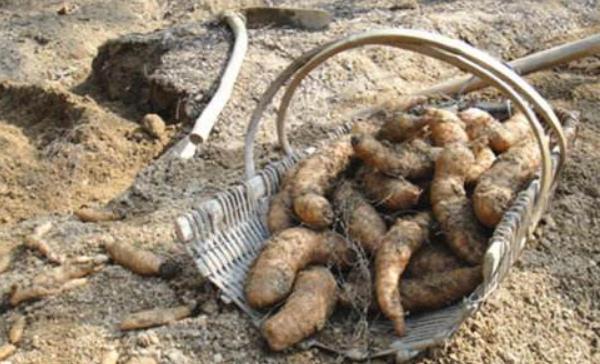 野生天麻什么時候挖