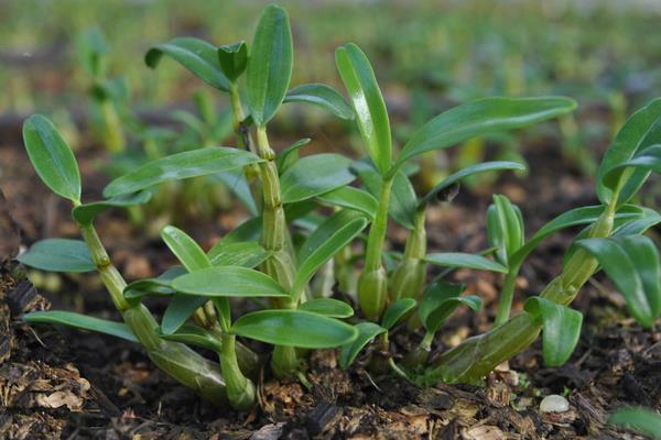 鐵皮石斛用什么肥料好