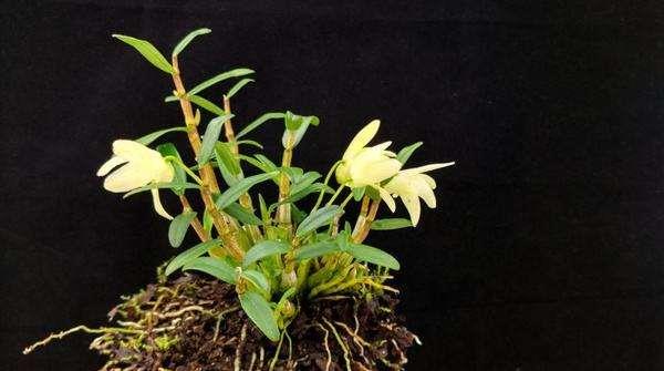 鐵皮石斛可以生吃