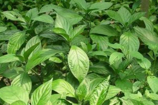 板藍根栽培技術 板藍根什么時候種植