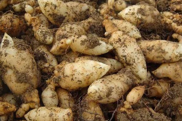 天麻是哪里的特產(chǎn) 哪里的天麻最正宗