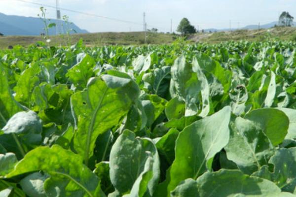 板藍根的種植時間 板藍根生長期是多久