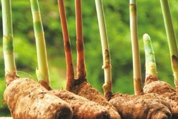 天麻怎么種 天麻栽培技術