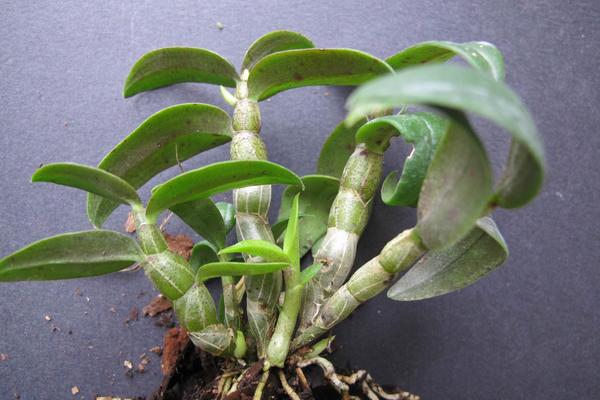 鐵皮石斛的功效與作用及食用方法 石斛食用禁忌