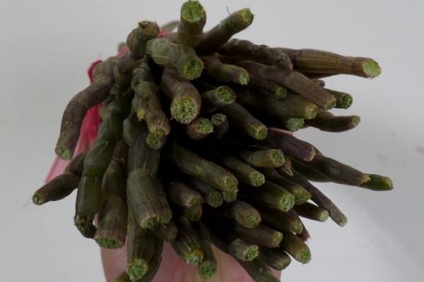 鐵皮石斛的功效與作用及食用方法 石斛食用禁忌