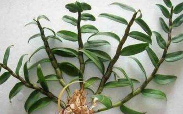 鐵皮石斛的功效與作用及食用方法 石斛食用禁忌