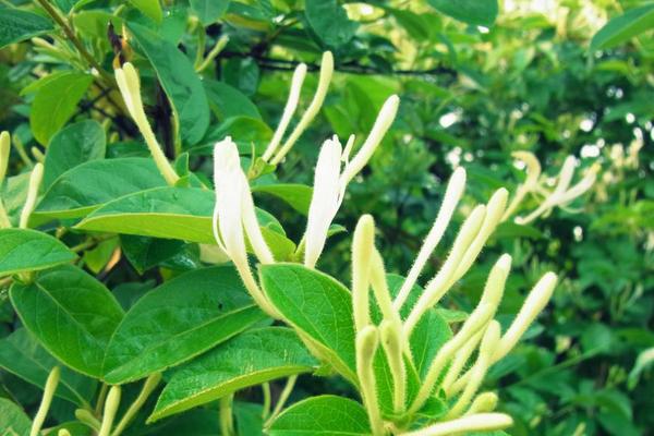 金銀花產地在哪里