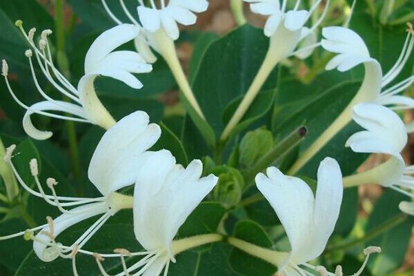 金銀花產地在哪里