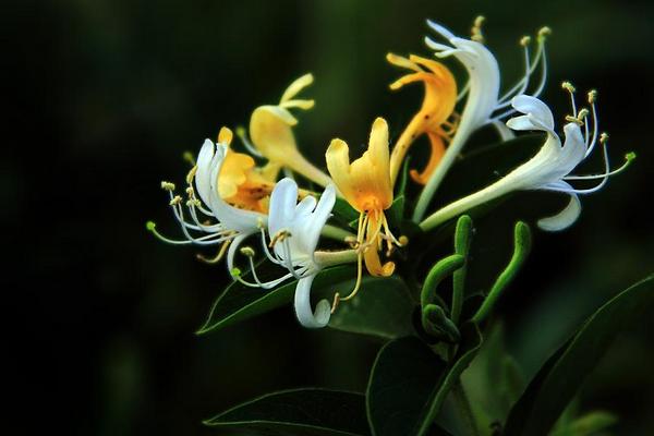 金銀花產地在哪里