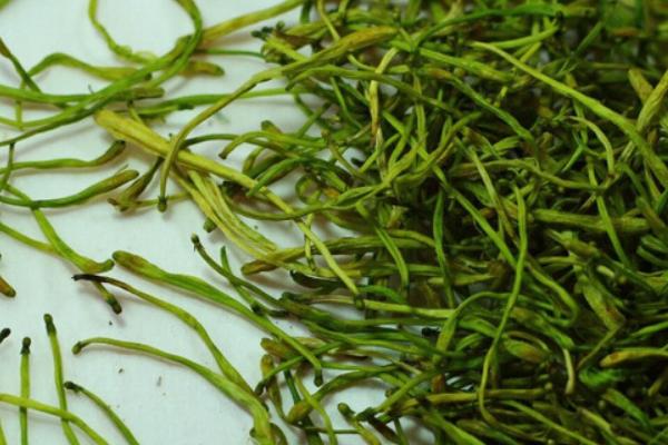 金銀花產地在哪里