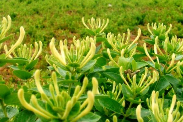 金銀花的栽培技術 金銀花種子怎么種