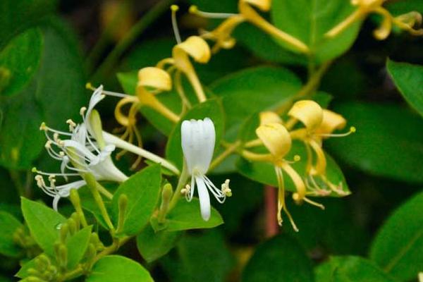 金銀花的栽培技術 金銀花種子怎么種