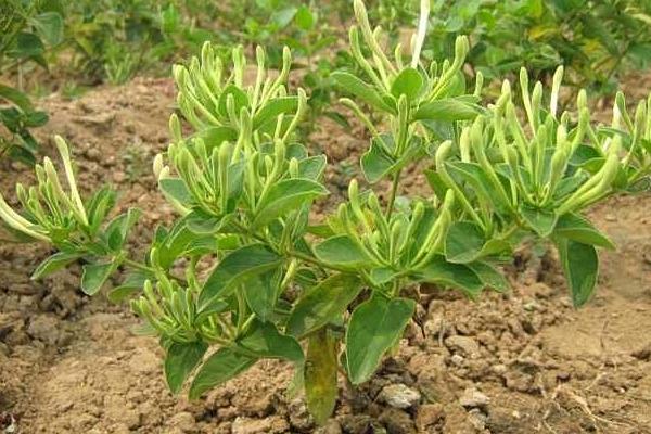 金銀花的栽培技術 金銀花種子怎么種