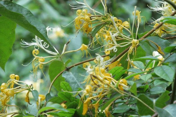 金銀花的栽培技術 金銀花種子怎么種