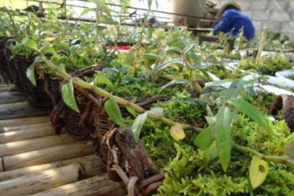 鐵皮石斛市場價格多少錢一斤