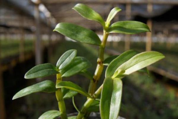 鐵皮石斛市場價格多少錢一斤