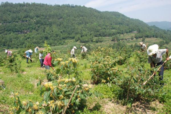 金銀花怎么種植 金銀花種植技術