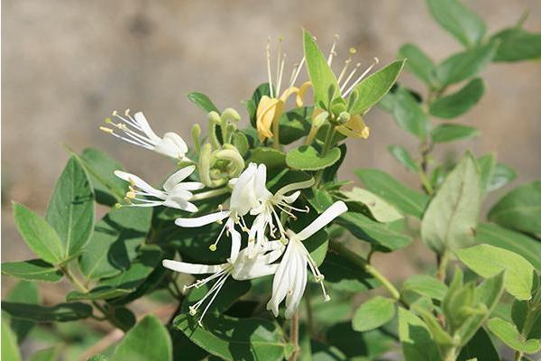 金銀花怎么種植 金銀花種植技術
