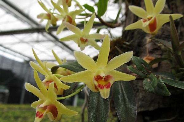 鐵皮石斛花怎么吃 鐵皮石斛花有什么作用