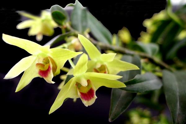 石斛花泡水喝的功效與作用及禁忌