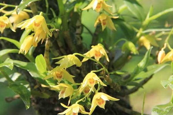 石斛花的功效與作用及禁忌