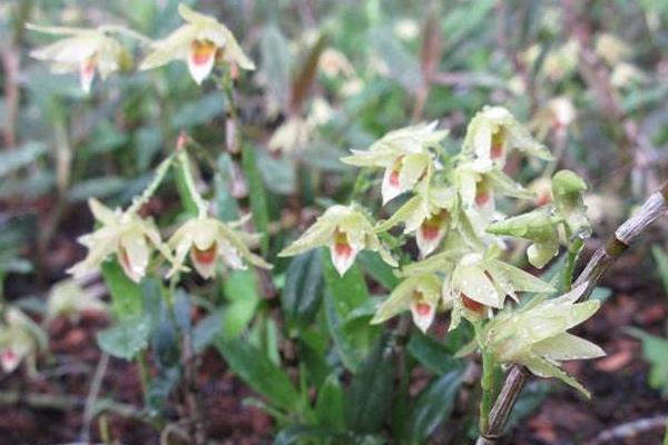 石斛花的功效與作用及禁忌