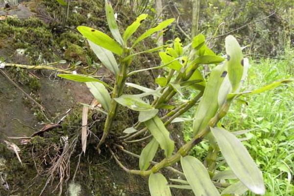 野生石斛市場價格多少錢一斤