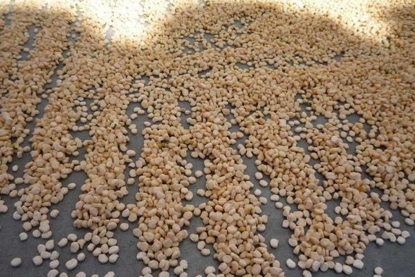 西洋參種子市場價格多少錢一斤