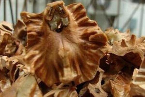 核桃分心木圖片大全 核桃分心木是什么東西