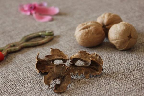 核桃分心木圖片大全 核桃分心木是什么東西