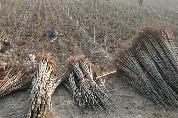 核桃苗市場價格多少錢一株