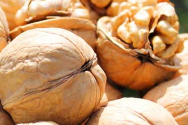 紙皮核桃的功效與作用及禁忌 紙皮核桃的營養價值