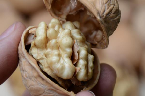 紙皮核桃的功效與作用及禁忌 紙皮核桃的營養價值