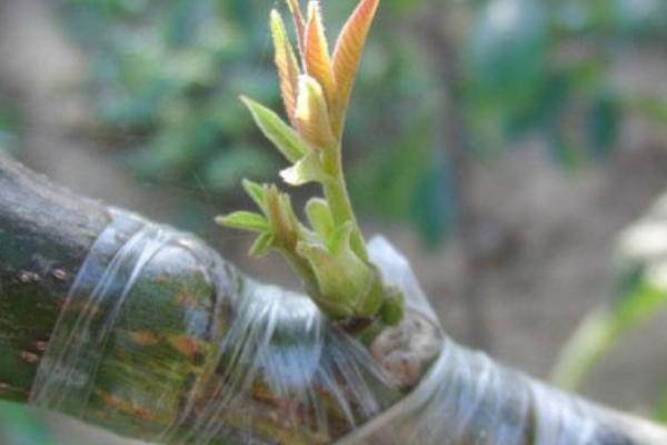 核桃樹怎樣嫁接 核桃樹的栽培技術