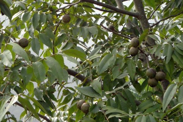 核桃樹怎樣嫁接 核桃樹的栽培技術