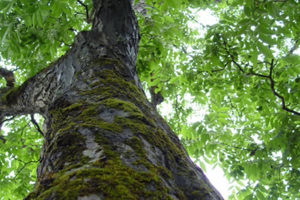 核桃樹怎樣嫁接 核桃樹的栽培技術