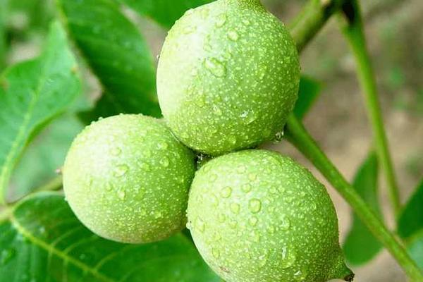 核桃樹怎樣嫁接 核桃樹的栽培技術