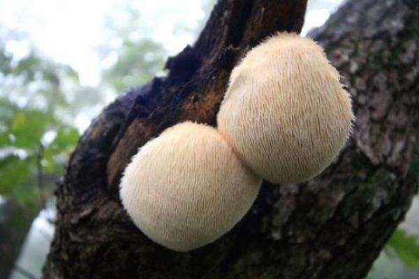 猴頭菇產地在哪里 猴頭菇哪里產的又正宗又好