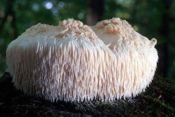 猴頭菇產地在哪里 猴頭菇哪里產的又正宗又好