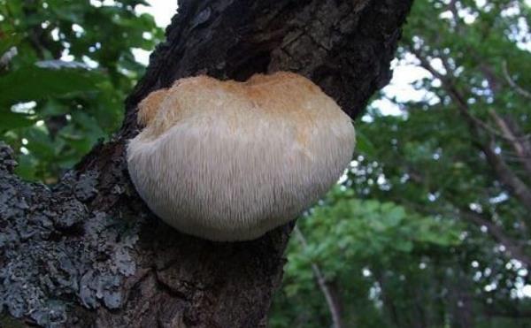 猴頭菇產地在哪里 猴頭菇哪里產的又正宗又好