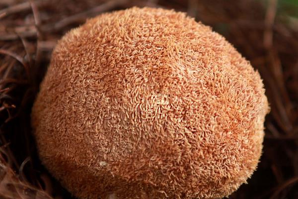 猴頭菇產地在哪里 猴頭菇哪里產的又正宗又好