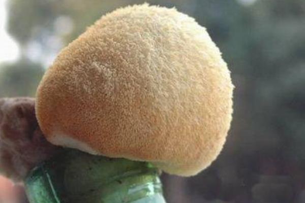 猴頭菇產地在哪里 猴頭菇哪里產的又正宗又好