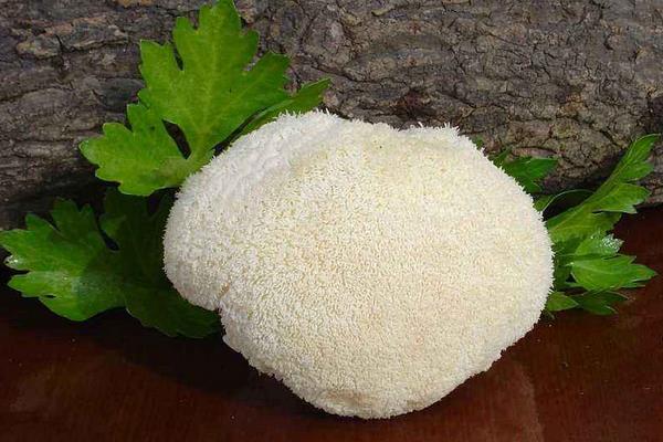 猴頭菇產地在哪里 猴頭菇哪里產的又正宗又好