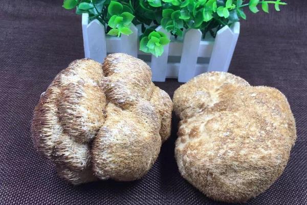 如何挑選猴頭菇 新鮮猴頭菇要怎么保存