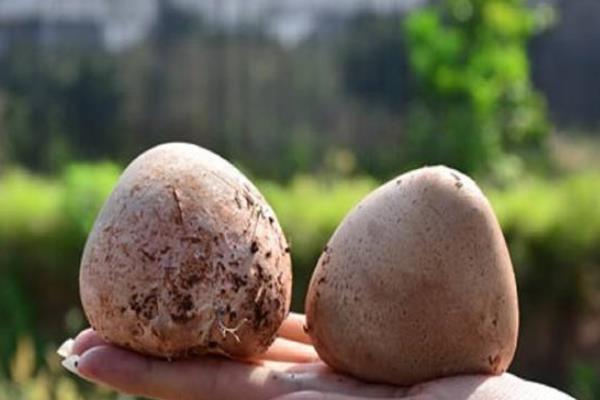 竹蓀蛋的功效與作用及禁忌 竹蓀蛋營養價值