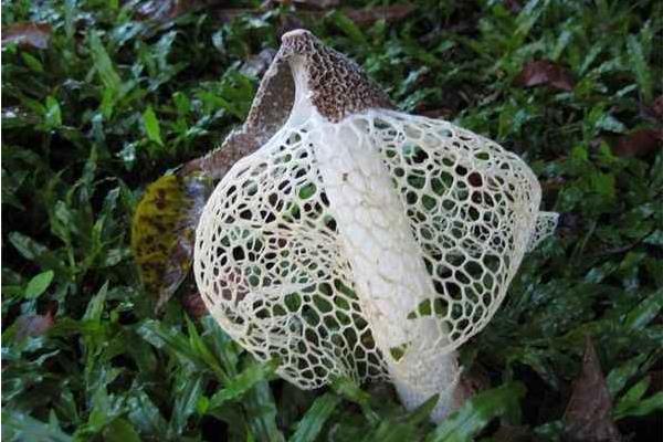 竹蓀生長在什么地方 哪里產(chǎn)的竹蓀最多