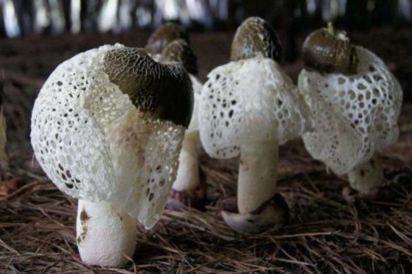 竹蓀生長在什么地方 哪里產(chǎn)的竹蓀最多