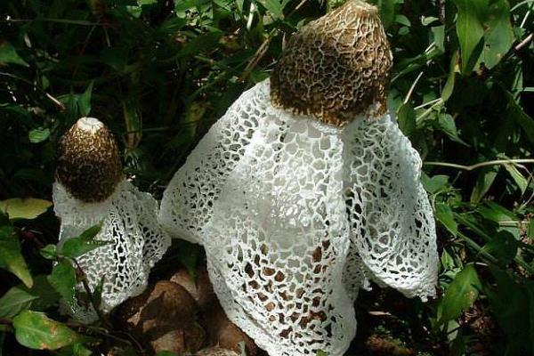 竹蓀生長在什么地方 哪里產(chǎn)的竹蓀最多