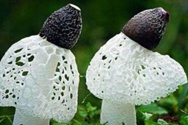 竹蓀生長在什么地方 哪里產(chǎn)的竹蓀最多